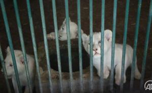 FOTO: AA / Mali, slatki, ali opasni: Nakon 20 godina rođena tri mladunca bijelog lava